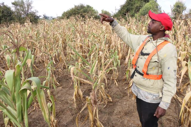 Farmers in Kuresoi count huge losses after prolonged dry spell destroys maize crop production