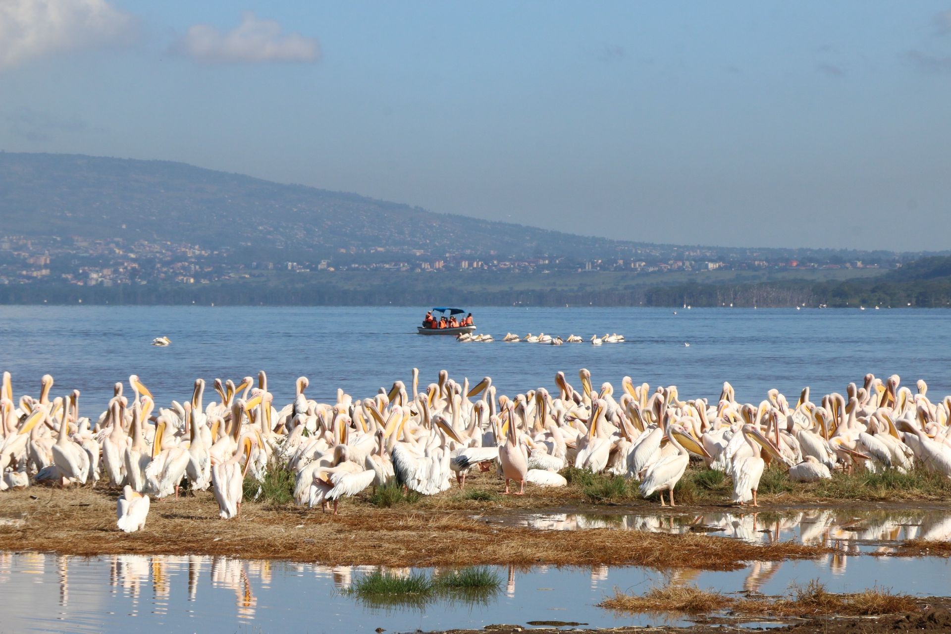 Declining bird population in Lakes Nakuru and Elementaita threaten region's global status