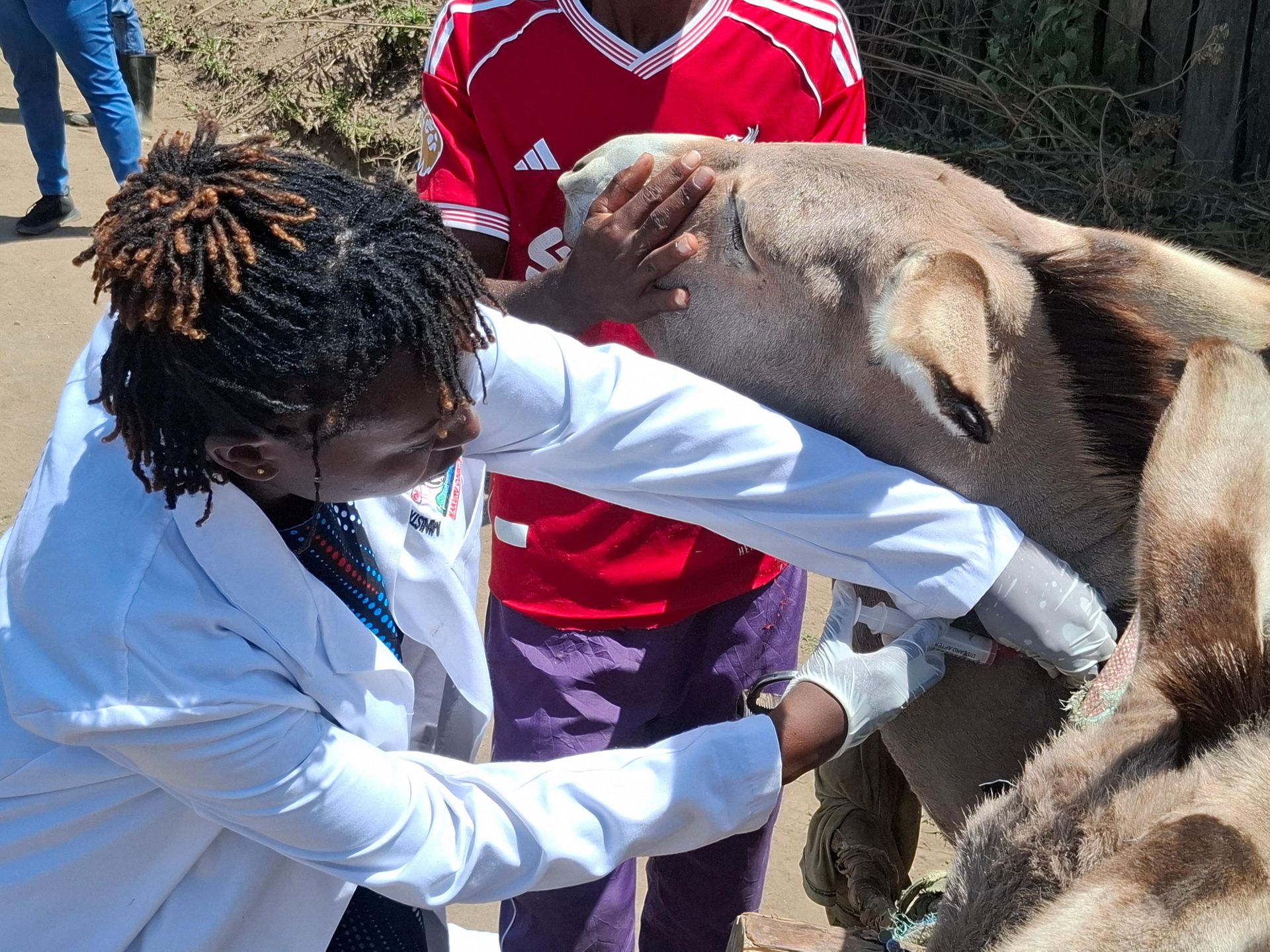 How a donkey owner’s mental health impacts the animal’s well being